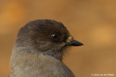 taigagaai;  Perisoreus infaustus; siberian jay