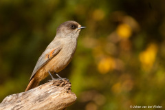 taigagaai;  Perisoreus infaustus; siberian jay