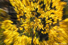 gele berk in herfstkleuren; yellow birch in autumn colors