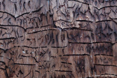 vormen in de bast; shapes in the bark