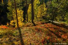 gele berk in herfstkleuren; yellow birch in autumn colors