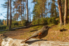 taigagaai; Perisoreus infaustus; siberian jay