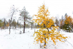berk; Betula; birch