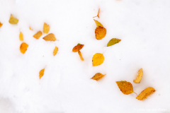 bladeren op de sneeuw; leaves on the snow
