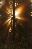 zonnestralen in het bos; Sun rays in the forest