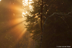 zonnestralen in het bos; Sun rays in the forest