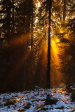 zonnestralen in het bos; Sun rays in the forest