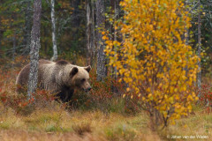 Beer; ursus arctos; bear