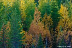 boomkruinen in herfstkleur; treetops in autumn color