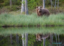 Finland-Wildlife-juni-2015-1_LoRes