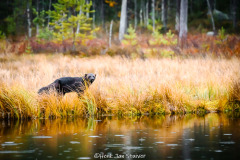 20241004-Finse-Herfst-436-van-632_LoRes