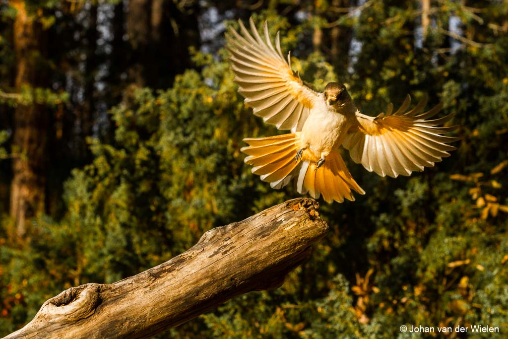 De taigagaai, de vogel van Oulanka