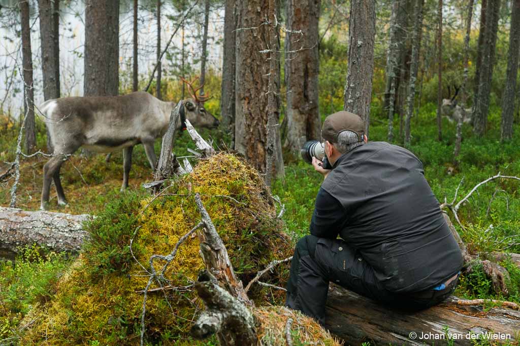 With care, one can get close to the reindeer