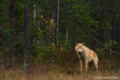 wolf, een zeldzame gast