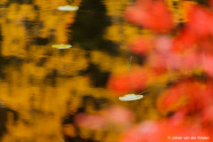 kleuren van de Ruska, de Finse herfst