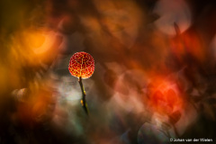 Finland Autumn Tour 2024 - V ~ the tiny autumn..
