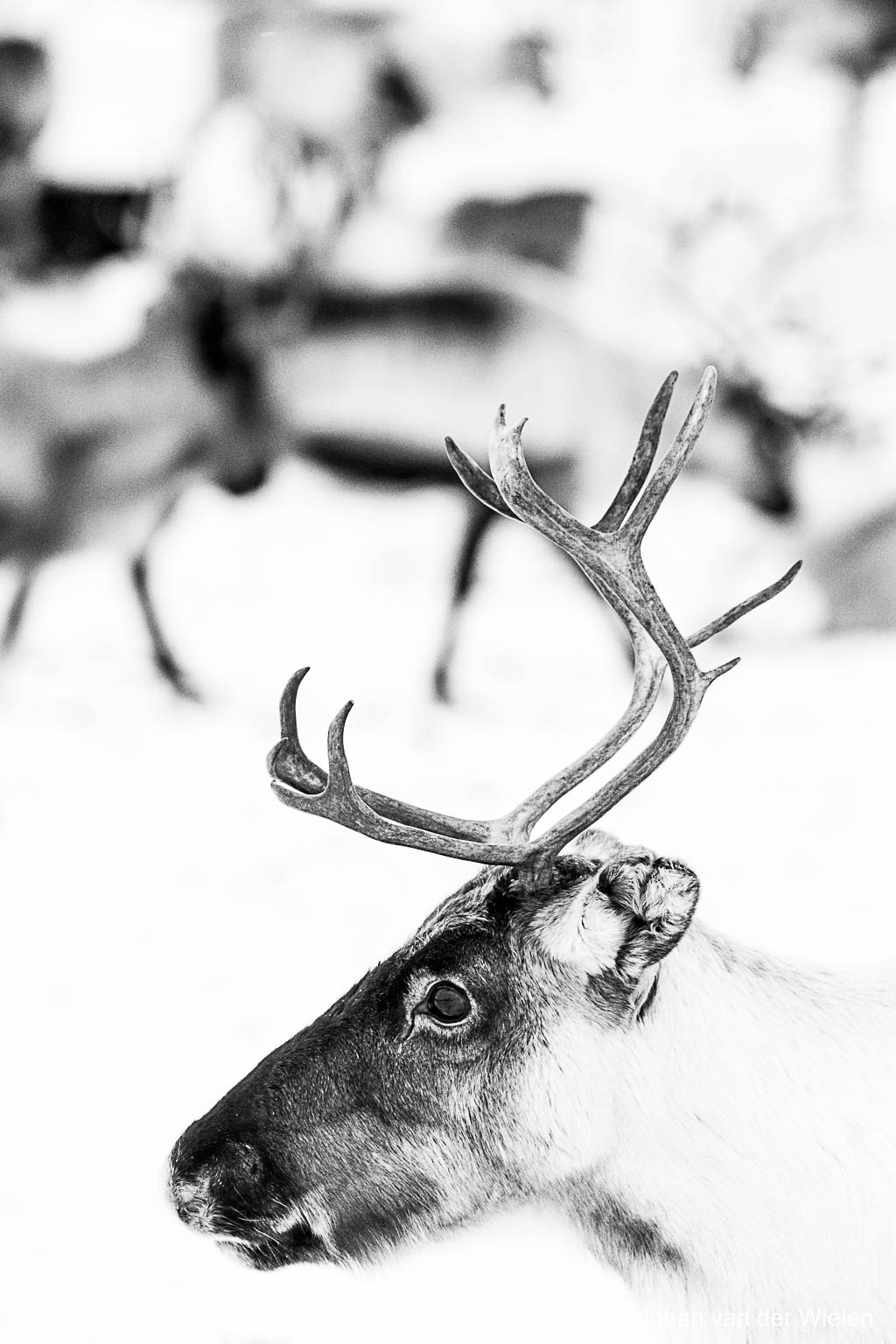 reindeer wall painting