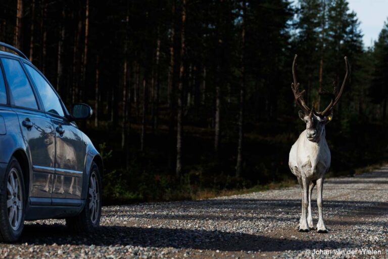 Finland herfstreis 2026 ~ Alle C02 dubbel gecompenseerd